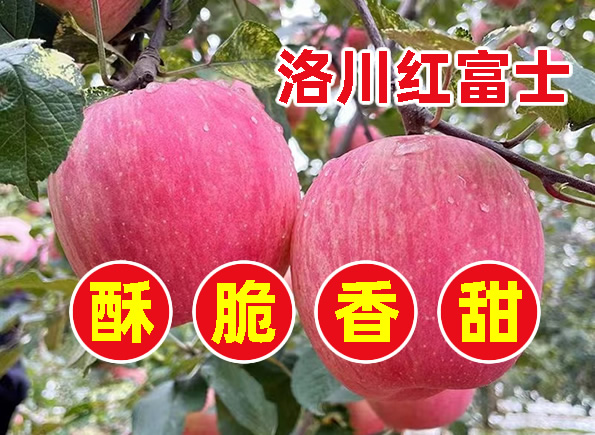 陕西洛川苹果